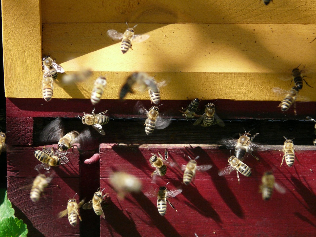 Basics of Eco-Friendly Beekeeping for Beginners